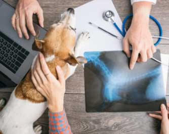 vétérinaire ASS VETERINAIRE LOGEROT BAUDUIN (CLINIQUE VETERINAIRE) REVIGNY SUR ORNAIN