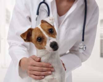 vétérinaire ASS VETERINAIRE LOGEROT BAUDUIN (CLINIQUE VETERINAIRE) REVIGNY SUR ORNAIN