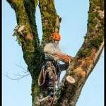 Horaire Arboriste grimpeur élagueur arboriste et élagage Tito