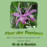 Horaire Vente en ligne Fleur Tropiques des