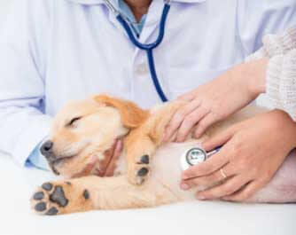vétérinaire Clinique Vétérinaires Docteurs Chirat et Fonder LE MARIN