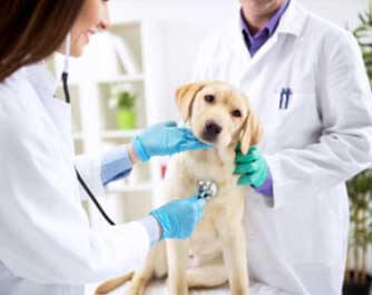 vétérinaire Clinique Vétérinaire des Docteurs Brochart et Smal (SCP) SIN LE NOBLE